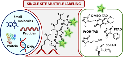 Triazolinedione Modification of Prenylated Peptides, Proteins, and DNA: Toward a Single-Site Multilabeling Approach for Biomolecules